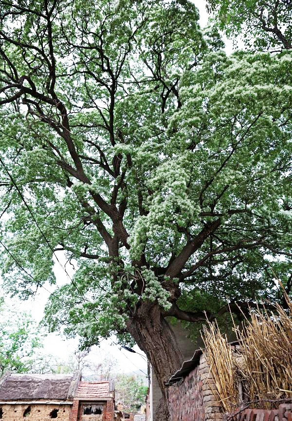 Cay canh cat tuong, ngan nam nhu tuyet, chieu phuc lanh den nha-Hinh-8