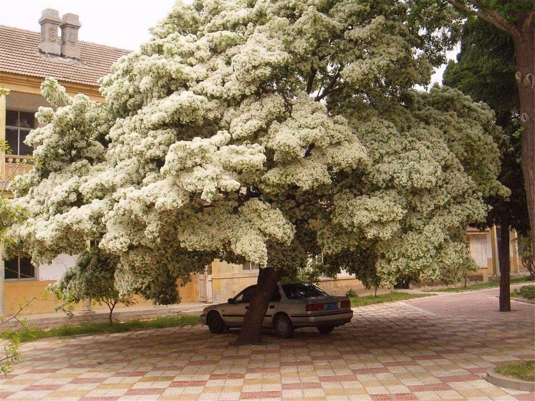 Cay canh cat tuong, ngan nam nhu tuyet, chieu phuc lanh den nha-Hinh-4
