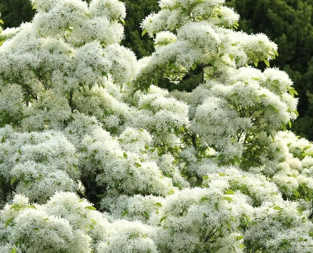 Cay canh cat tuong, ngan nam nhu tuyet, chieu phuc lanh den nha-Hinh-2