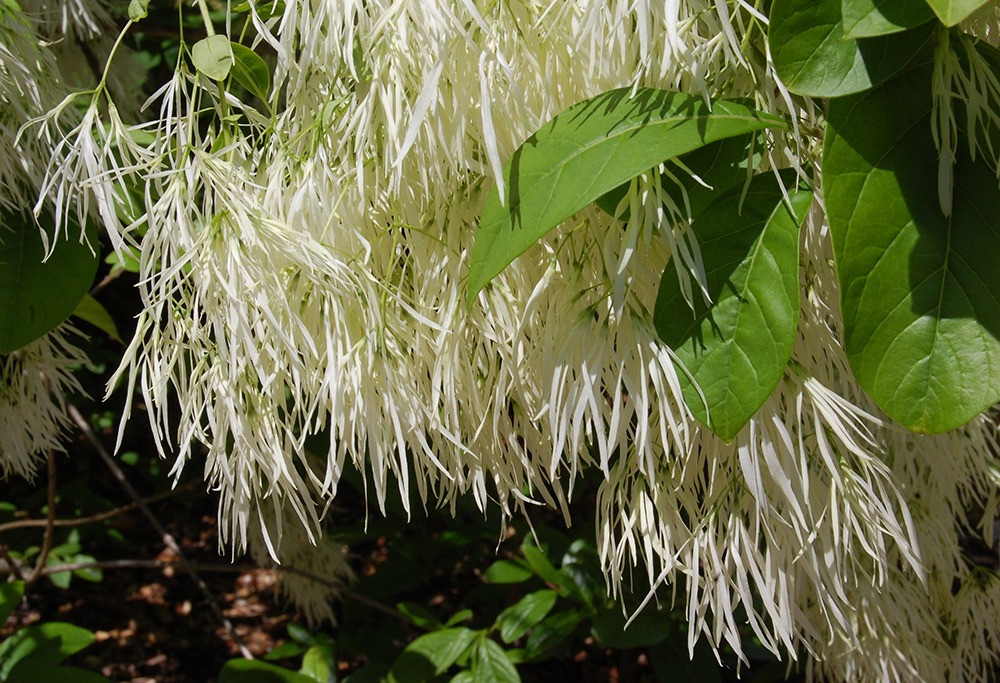 Cay canh cat tuong, ngan nam nhu tuyet, chieu phuc lanh den nha-Hinh-10