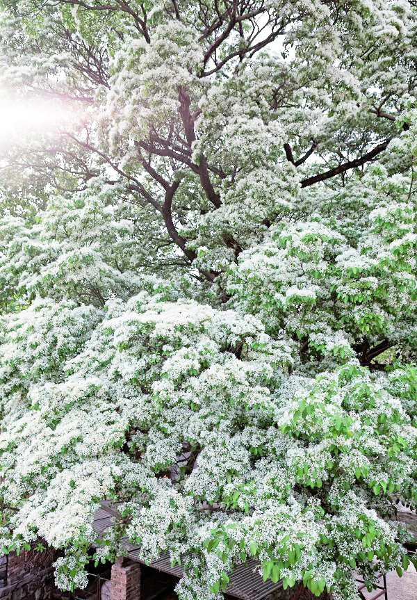 Cay canh cat tuong, ngan nam nhu tuyet, chieu phuc lanh den nha-Hinh-11