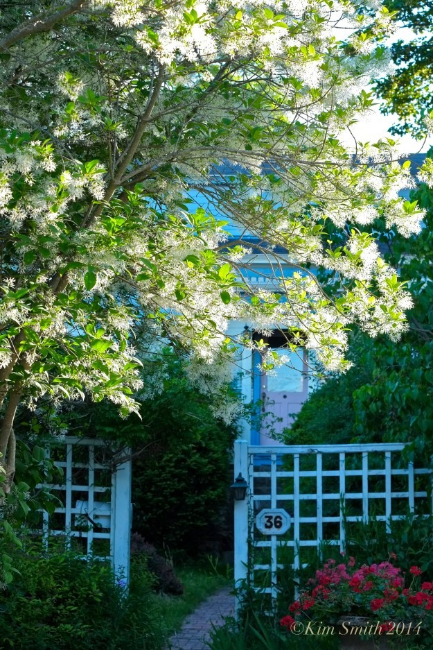 Cay canh cat tuong, ngan nam nhu tuyet, chieu phuc lanh den nha-Hinh-13