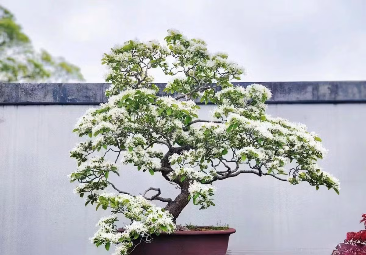 Cay canh cat tuong, ngan nam nhu tuyet, chieu phuc lanh den nha-Hinh-12