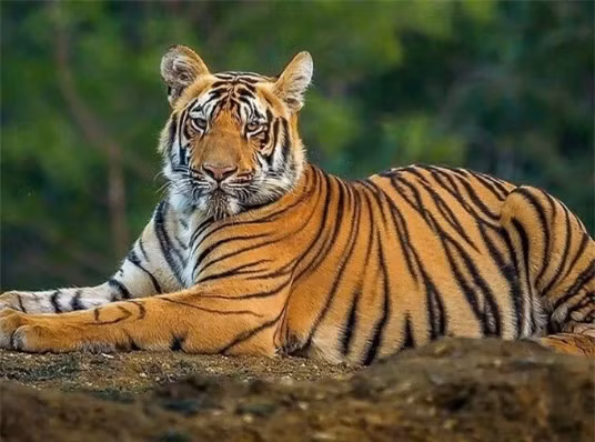 Về sự giàu có, những người sinh năm Dần có thể có một số thu nhập hoặc cơ hội đầu tư bất ngờ, mang lại cho họ nhiều của cải hơn. Người tuổi Dần nên tiếp tục duy trì thái độ chủ động, dũng cảm theo đuổi ước mơ và mục tiêu của mình.