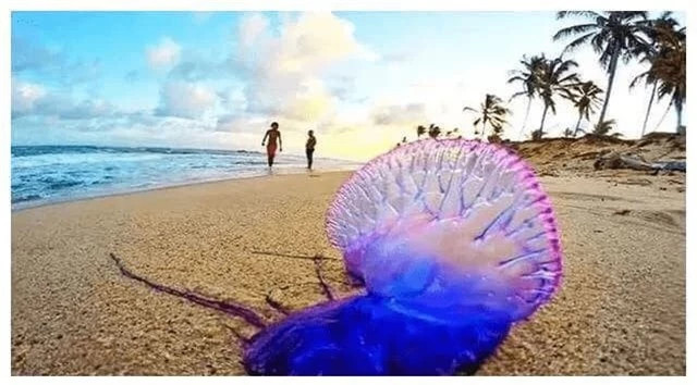 Loai 'ca la' tren the gioi dac biet thich tan cong phu nu xinh dep!