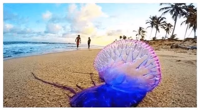 Loai 'ca la' tren the gioi dac biet thich tan cong phu nu xinh dep!