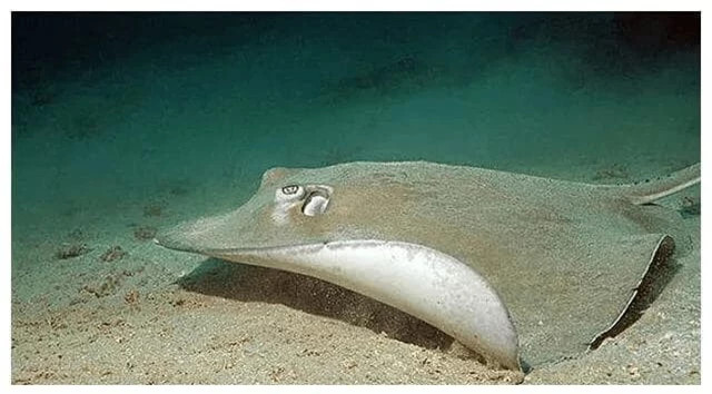 Loai 'ca la' tren the gioi dac biet thich tan cong phu nu xinh dep!-Hinh-3