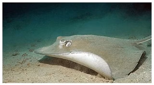 Loai 'ca la' tren the gioi dac biet thich tan cong phu nu xinh dep!-Hinh-3