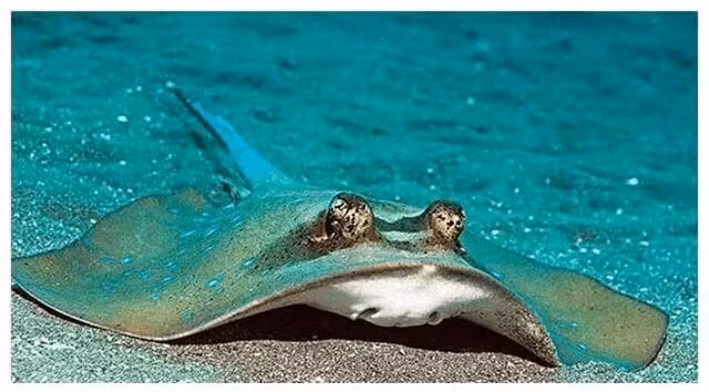 Loai 'ca la' tren the gioi dac biet thich tan cong phu nu xinh dep!-Hinh-2