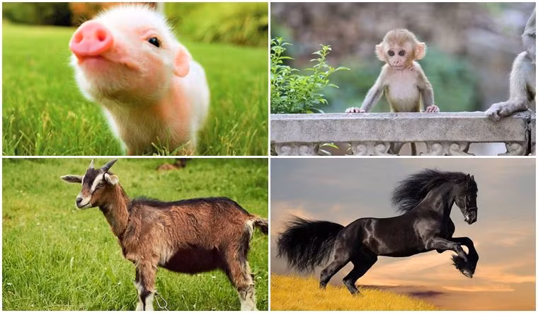 Tất nhiên, trong quá trình theo đuổi sự giàu có, bạn cũng phải duy trì lý trí và thận trọng để tránh mù quáng chạy theo xu hướng và chấp nhận rủi ro. Đồng thời, chúng ta cũng phải hiểu rằng của cải không phải là tất cả trong cuộc sống, trong khi theo đuổi sự thịnh vượng vật chất, chúng ta cũng phải chú ý đến việc làm giàu và cải thiện thế giới tinh thần. Tôi hy vọng mọi người có thể tìm được con đường giàu có cho riêng mình và sống một cuộc sống hạnh phúc trong năm mới. (Bài viết mang tính chất tham khảo và chiêm nghiệm). * Tiêu đề bài viết đã được biên tập lại