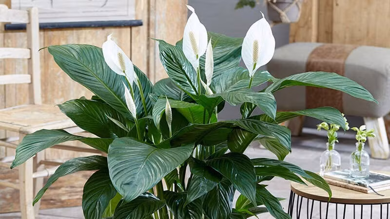  Cây này mọc tốt trong môi trường bóng mờ hoặc tối, chẳng hạn như mộtvăn phòng hoặc ở một góc. Đặt chúng trong phòng ngủ sẽ thúc đẩy một cảmgiác yên bình và giấc ngủ yên tĩnh.