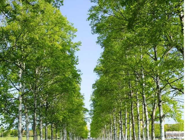  Hay như cây dương được dân gian gọi là "ma vỗ tay". Nó phát ra từ tiếng lá cây dương va vào nhau khi gió thổi tạo nên những tiếng "bạch bạch", như thể có người đang vỗ tay. Những tiếng "vỗ tay" này nghe rất đáng sợ vào ban đêm.