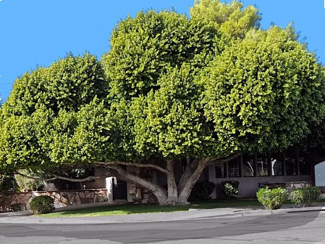  1. Không nên trồng cây quá cao trong sân: Mặc dù cây quá cao trông có vẻ bề thế, bá đạo nhưng lại có bóng mát quá lớn, sẽ che ánh nắng vào nhà, dẫn đến trong nhà tối tăm, âm u, không có lợi trong phong thủy.