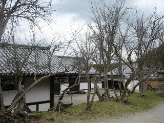  Đặc biệt nếu trong nhà có người lớn tuổi, nhìn thấy cây khô héo như vậy sẽ luôn cho người ta cảm giác như chìm vào chết chóc, "đồng bệnh tương liên", dẫn đến suy nghĩ bi quan, không tốt.