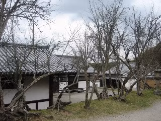  Đặc biệt nếu trong nhà có người lớn tuổi, nhìn thấy cây khô héo như vậy sẽ luôn cho người ta cảm giác như chìm vào chết chóc, "đồng bệnh tương liên", dẫn đến suy nghĩ bi quan, không tốt.