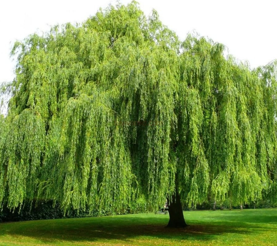 Những tiếng động này cũng ảnh hưởng đến giấc ngủ của mọi người trong nhà, khiến tâm thần không yên. Ngoài ra, khi cây dương lớn lên, hệ thống rễ của nó sẽ phát triển rất xa, một số sẽ mọc dưới nhà, điều này sẽ ảnh hưởng đến sự vững chắc của ngôi nhà.