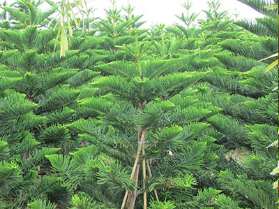  Theo người xưa, cây bách thường được trồng ở nghĩa trang, chúng còn được gọi là "cây đầu mộ" nên sẽ mang nhiều âm khí, không thích hợp trồng ở sân nhà. Người xưa cho rằng trồng loại cây này ở sân nhà sẽ khiến gia đình gặp xui xẻo, kém may mắn, tài lộc hay sức khỏe đều ảnh hưởng. 