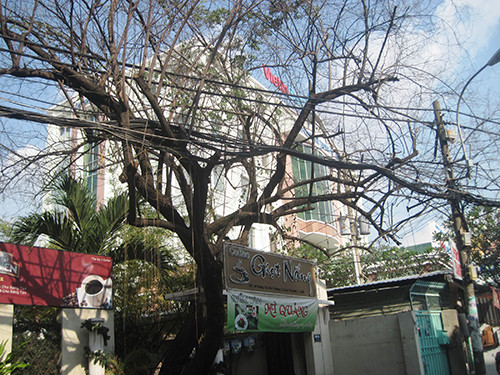 Theo người xưa, cây cối héo úa, chết khô sẽ khiến phong thủy trong nhà xấu đi, ảnh hưởng đến tài lộc. Cây cối hoa lá héo úa trong nhà, ngay cả gia tộc đang lên cũng sẽ từ từ suy tàn. Do đó, người xưa dặn khi trong nhà có cây héo, bạn cần phải loại bỏ càng sớm càng tốt, sau đó thay thế bằng những cây khỏe mạnh, dễ chăm, ít bị sâu bệnh, côn trùng gây hại. 