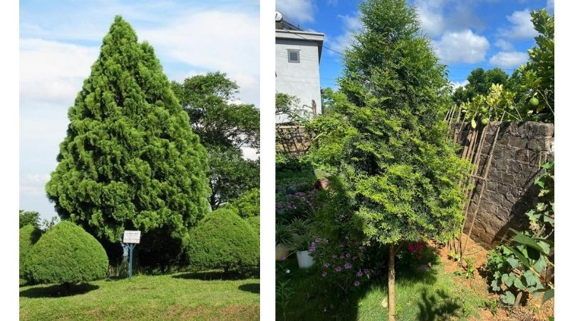 br/> Hơn nữa, về phong thủy, gia đình thiếu sáng sẽ ảnh hưởng đến vận khí tốt vào nhà, tài lộc sẽ không đến. Do đó, người xưa khuyên không nên trồng cây bách trong sân.