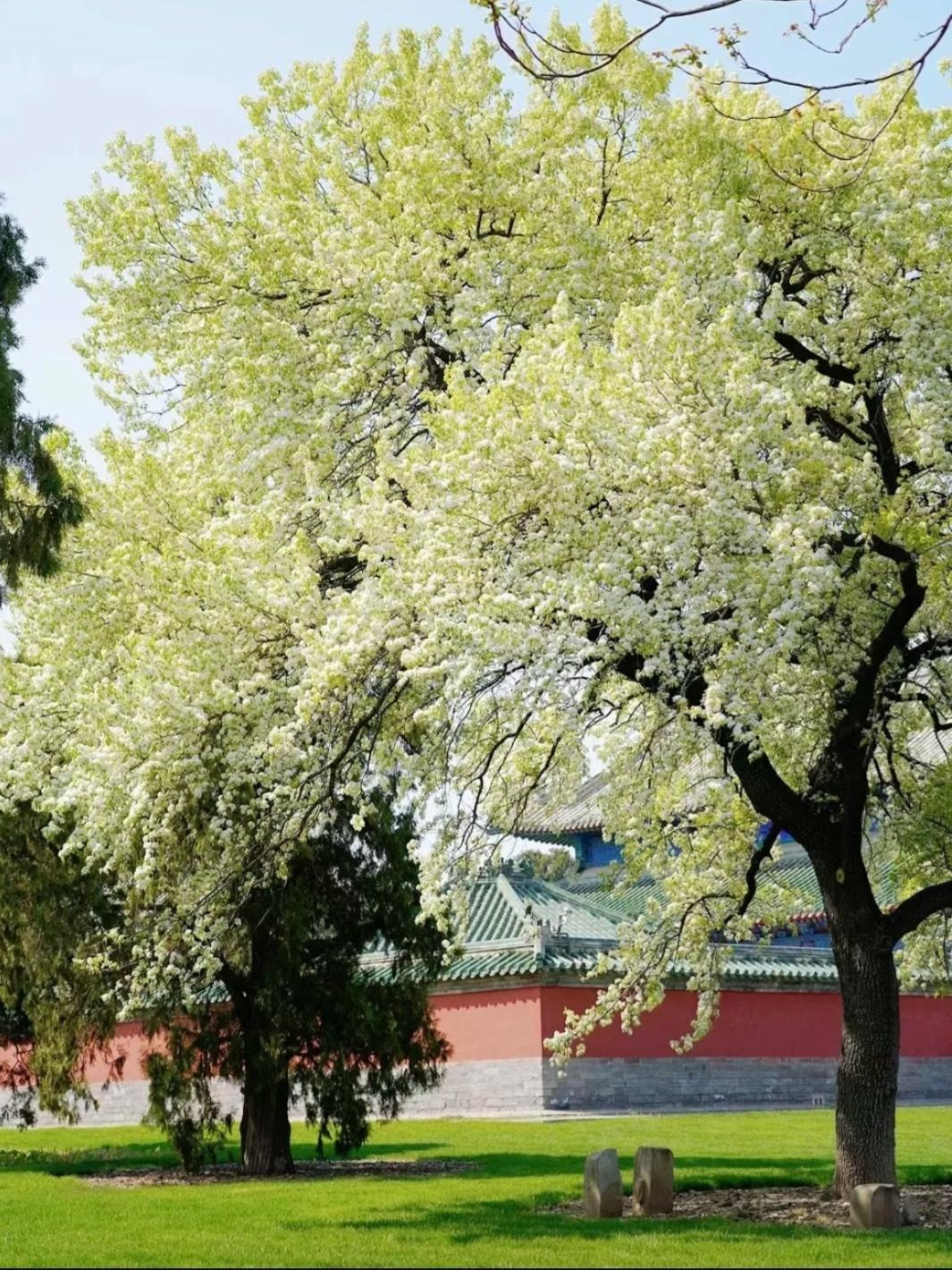 Hay như cây lê, dù hoa đẹp, quả ngọt và đặc biệt bổ dưỡng nhưng nhiều người không thích trồng chúng ở nhà vì cây lê trong tiếng Hán, "lê" đồng âm với "ly", có nghĩa là ly tán, chia lìa. Do đó, theo người xưa, nếu bạn trồng một cây lê trong nhà thì trong nhà có thể có sự ly tán, đổ vỡ. 