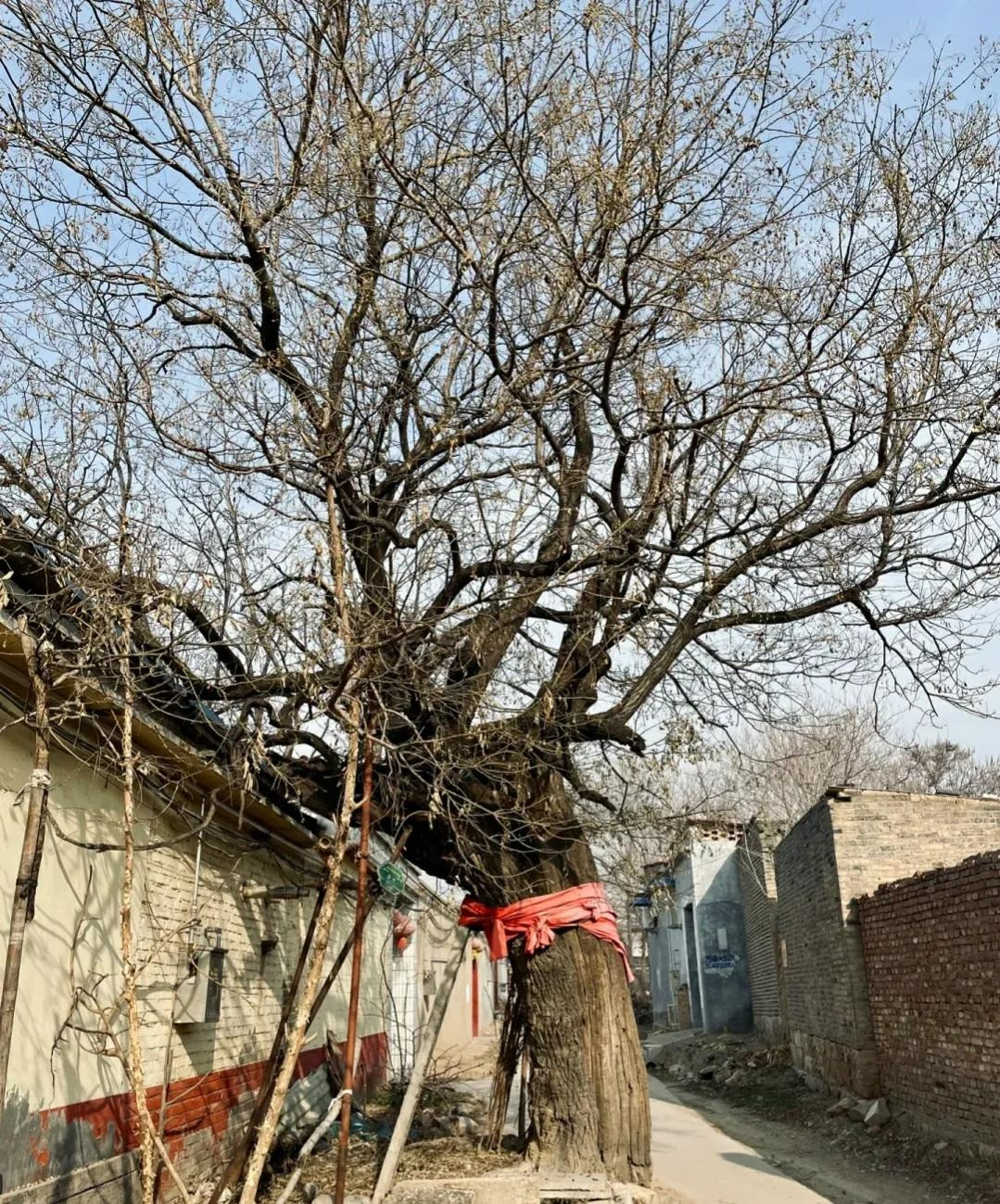  2. Không nên để cây khô héo trong sân: Theo người xưa, đối với những cây héo này, dù sân có rộng đến mấy cũng nên nhổ bỏ càng sớm càng tốt. Bởi vì trong sân có cây cối héo úa sẽ tạo cho người ta cảm giác u sầu, suy sụp. Tâm trạng như vậy sẽ không có lợi cho sức khỏe, cuộc sống cũng như phát triển sự nghiệp. 