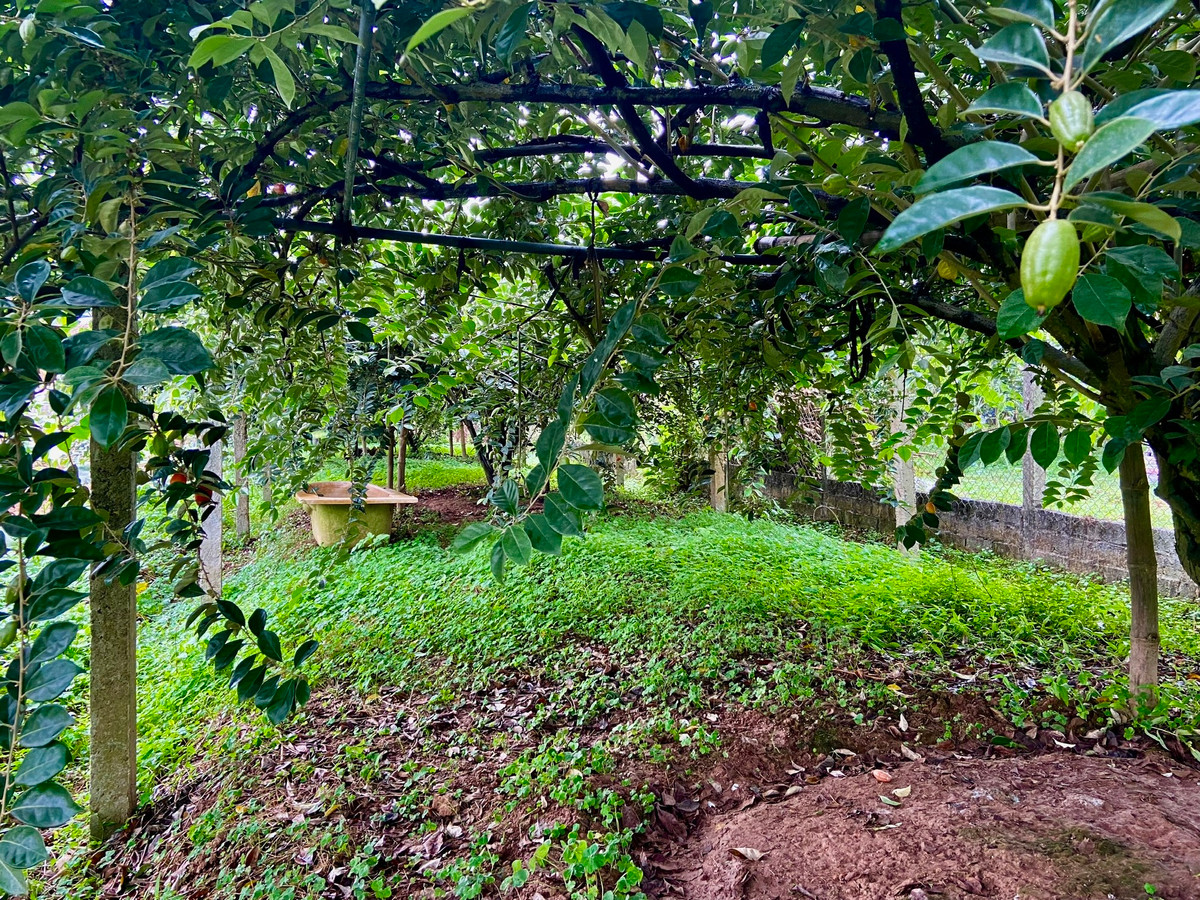 Đầu mùa nhưng trong vườn của nhiều gia đình trồng nhót tại xã Hiệp Thuận, huyện Phúc Thọ đã "vắng bóng" những chùm nhót chín.