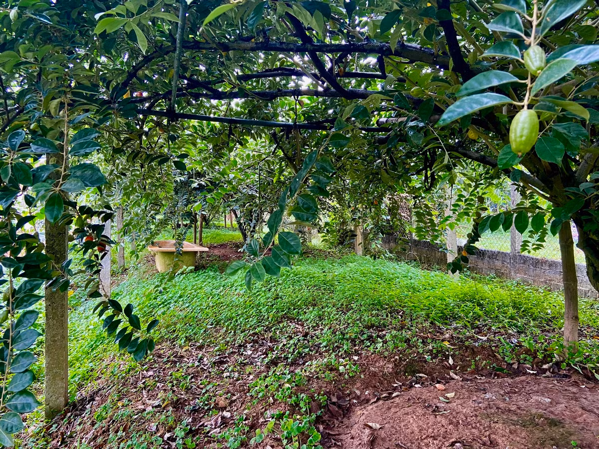 Đầu mùa nhưng trong vườn của nhiều gia đình trồng nhót tại xã Hiệp Thuận, huyện Phúc Thọ đã "vắng bóng" những chùm nhót chín.