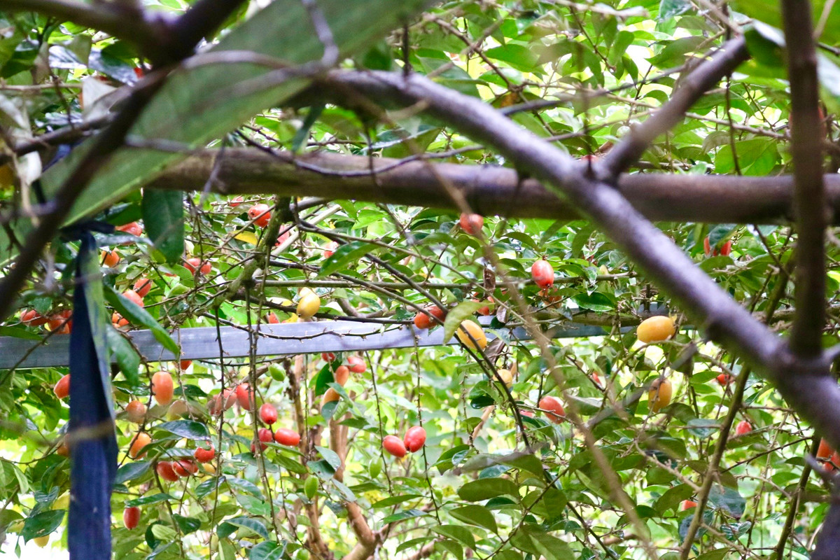 Theo chu kỳ phát triển của cây nhót, tầm khoảng đầu tháng 2 âm lịch đã bắt đầu có quả chín để thu hoạch.