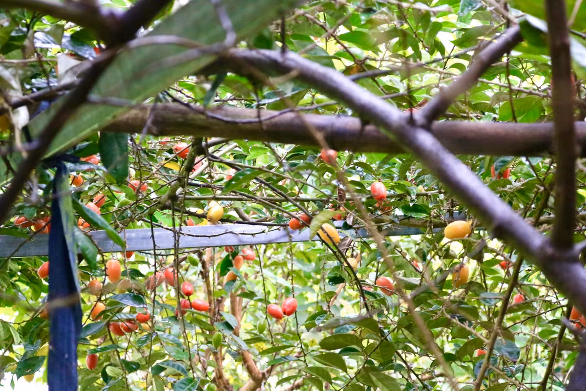 Theo chu kỳ phát triển của cây nhót, tầm khoảng đầu tháng 2 âm lịch đã bắt đầu có quả chín để thu hoạch.