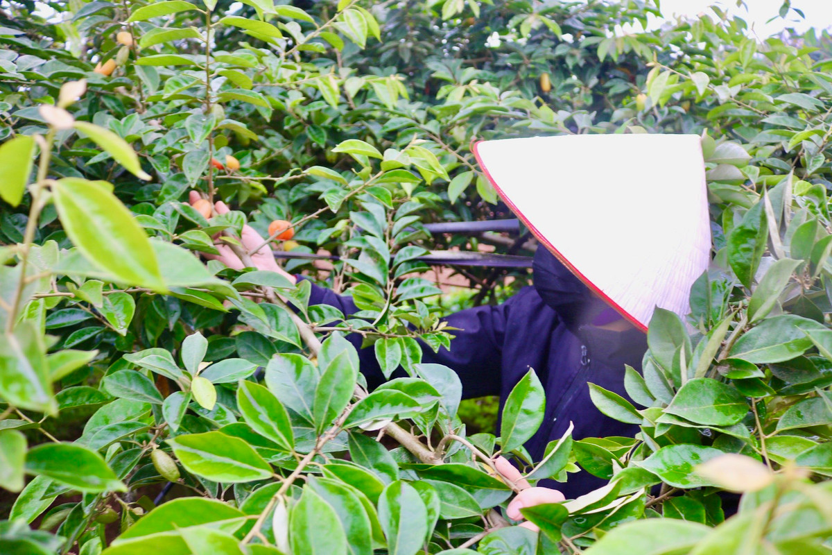 Chị Phùng Minh Hồng (xã Dương Liễu, Hoài Đức) cho biết: "Vườn nhà tôi trồng khoảng 30 gốc nhót. Bây giờ đang vào đợt thu hoạch đầu tiên, tuy nhiên năm nay thời tiết không thuận lợi, nhót mất mùa cho nên mới đầu vụ nhưng nhót trên cây đã thưa trông thấy".