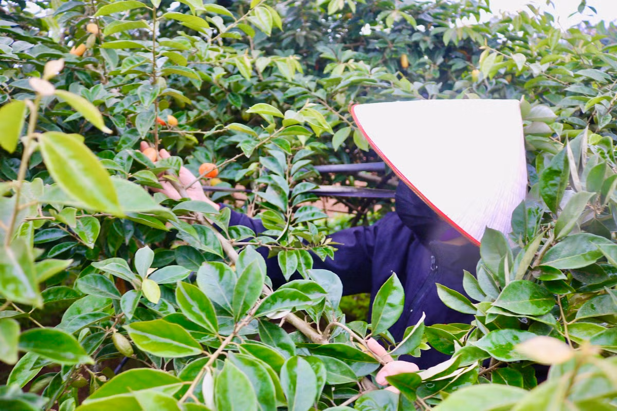 Chị Phùng Minh Hồng (xã Dương Liễu, Hoài Đức) cho biết: "Vườn nhà tôi trồng khoảng 30 gốc nhót. Bây giờ đang vào đợt thu hoạch đầu tiên, tuy nhiên năm nay thời tiết không thuận lợi, nhót mất mùa cho nên mới đầu vụ nhưng nhót trên cây đã thưa trông thấy".