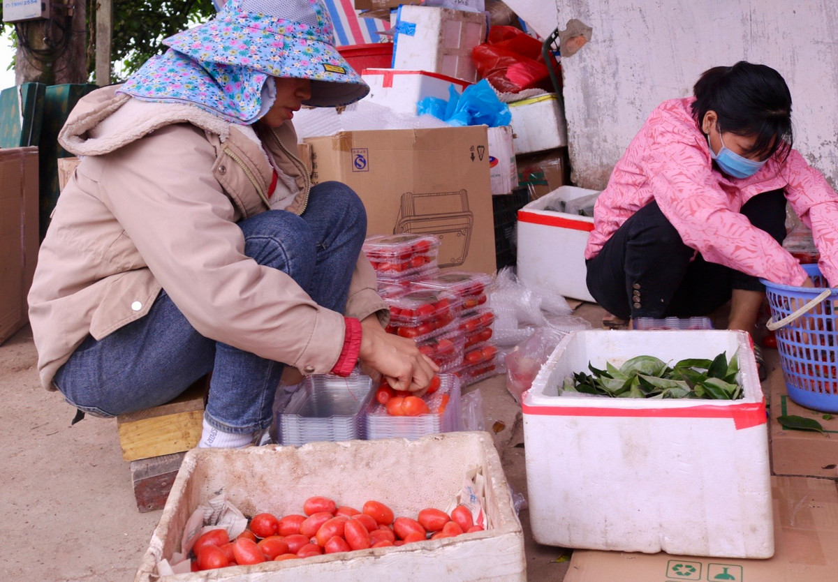 Chị Đỗ Thị Lan (xã Hiệp Thuận, Phúc Thọ) cho biết: " Ở làng tôi, mỗi nhà chỉ trồng được một vài cây, năm nay lại mất mùa nên sản lượng không nhiều. Nhà tôi thì chuyên thu mua lại nhót từ người dân để đưa đi bán, chủ yếu là bán ở Hà Nội. Giá nhót chúng tôi nhập tại vườn của người dân rơi vào khoảng 20.000 - 25.000 đồng/kg, nếu bán ra cho thương lái thì khoảng 30.000 - 35.000 đồng/kg".