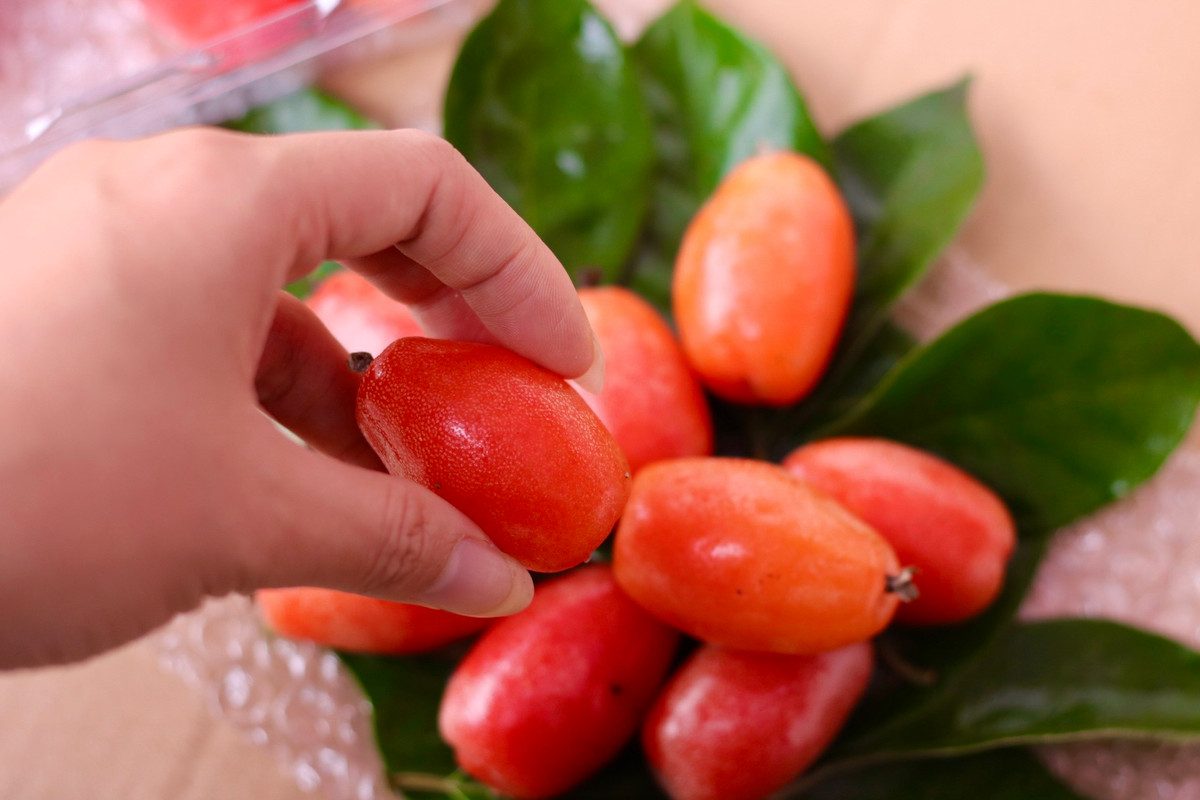 Người trồng cho hay, cây nhót trồng 3 năm là cho quả, chất lượng quả lớn nhỏ, chua ngọt phụ thuộc nhiều vào thời tiết. Nếu nhót chín gặp mưa sẽ nhanh thối. Cây đủ nước đủ phân, sạch sâu bệnh thì quả sẽ to và ngọt hơn.