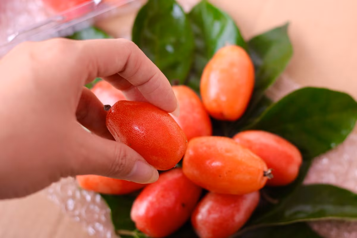 Người trồng cho hay, cây nhót trồng 3 năm là cho quả, chất lượng quả lớn nhỏ, chua ngọt phụ thuộc nhiều vào thời tiết. Nếu nhót chín gặp mưa sẽ nhanh thối. Cây đủ nước đủ phân, sạch sâu bệnh thì quả sẽ to và ngọt hơn.