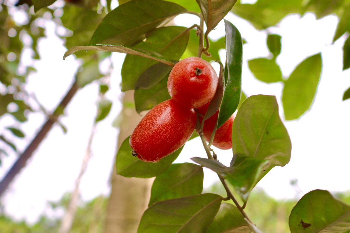 Sản lượng quả năm nay thấp, tuy nhiên theo người trồng nhót chất lượng và "mã" quả năm nay vẫn đảm bảo. Về quy trình hái phải hết sức cẩn thận, nhót phải hái đều tay, chọn quả đỏ chín sẽ không bị chua quá mới đảm bảo chất lượng hàng xuất cho thương lái. Quả nhót chín, mềm phải hái nhẹ tay đúng kiểu mới không làm bong vỏ hay nát, nếu mạnh tay quả sẽ bị dập nát không bán được.