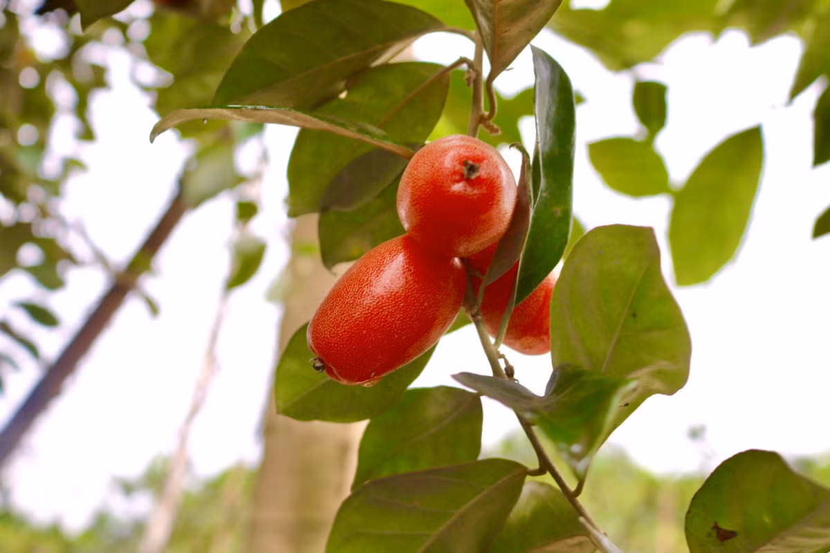 Sản lượng quả năm nay thấp, tuy nhiên theo người trồng nhót chất lượng và "mã" quả năm nay vẫn đảm bảo. Về quy trình hái phải hết sức cẩn thận, nhót phải hái đều tay, chọn quả đỏ chín sẽ không bị chua quá mới đảm bảo chất lượng hàng xuất cho thương lái. Quả nhót chín, mềm phải hái nhẹ tay đúng kiểu mới không làm bong vỏ hay nát, nếu mạnh tay quả sẽ bị dập nát không bán được.