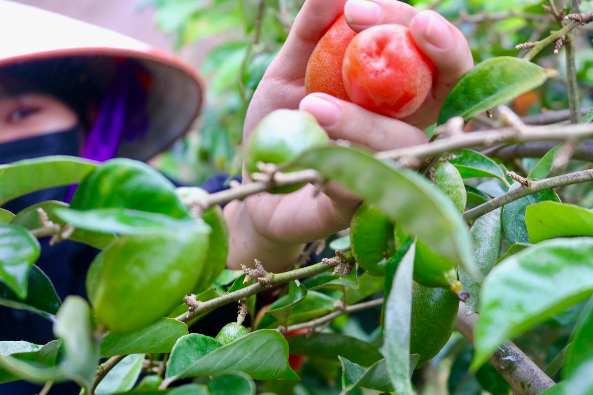 "Như mọi năm được mùa, vườn nhà tôi thu hoạch được khoảng 900 kg mỗi vụ nhưng năm nay ước tính chỉ được khoảng 600-700 kg. Năm nay, mỗi lần thu hoạch, gia đình tôi chỉ hái được khoảng 50-60kg, hôm nào nhiều thì được khoảng 70kg. Cũng không có nhiều để mà thu hoạch thường xuyên nên cứ trẩy hôm nay thì phải 4-5 hôm nữa mới có lứa quả mới để trẩy, có những lúc còn phải đợi cả tuần mới đến lượt thu hoạch tiếp theo.", chị Hồng cho biết thêm.