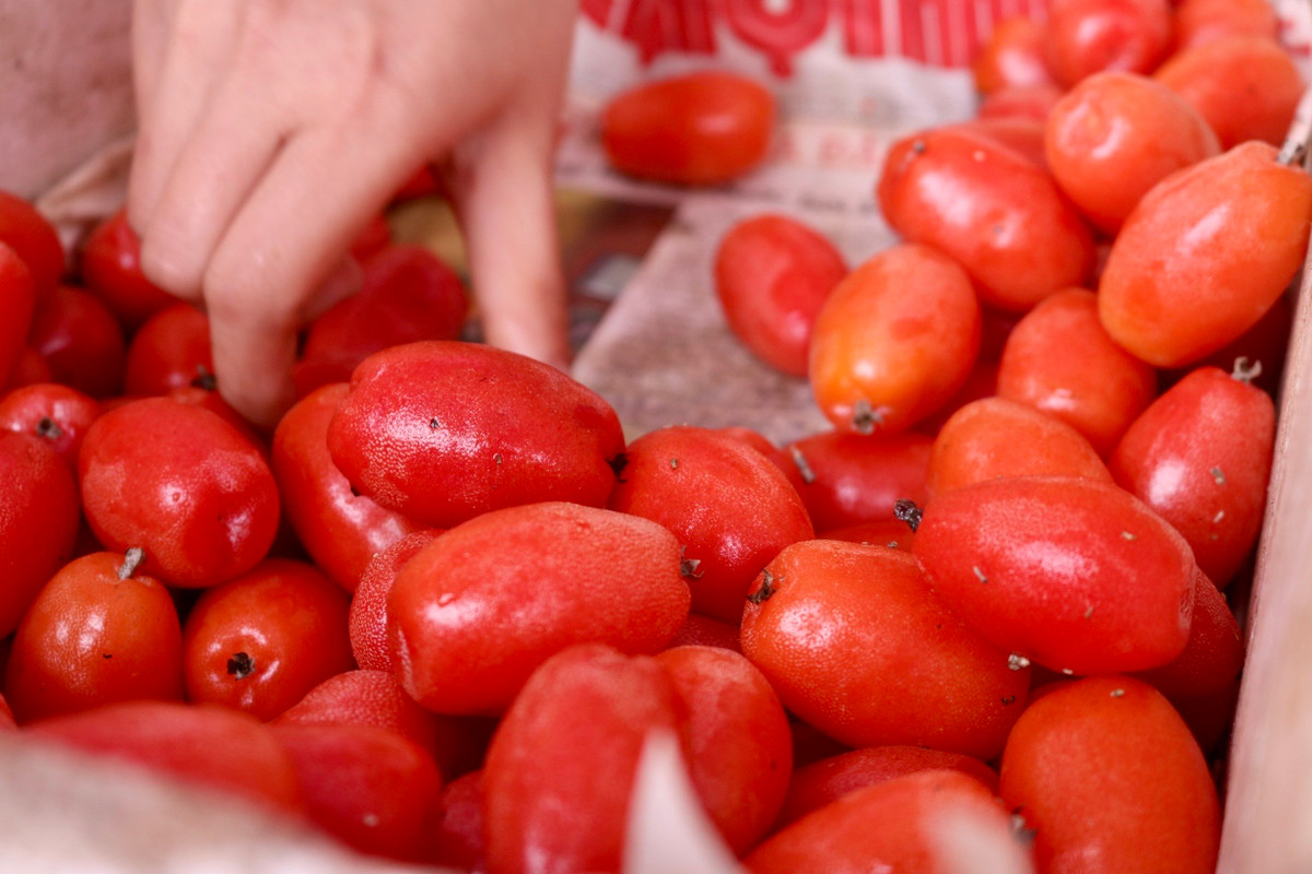 Theo chị Lan Anh, những quả đạt tiêu chuẩn là những quả mẩy, có màu đỏ tươi. Những quả màu đỏ thẫm hơn một chút thì sẽ ngọt hơn nhưng ít ai để đến lúc đó mới thu hoạch bởi chín đến độ đó quả sẽ rất dễ bị dập, hỏng khi trẩy quả.