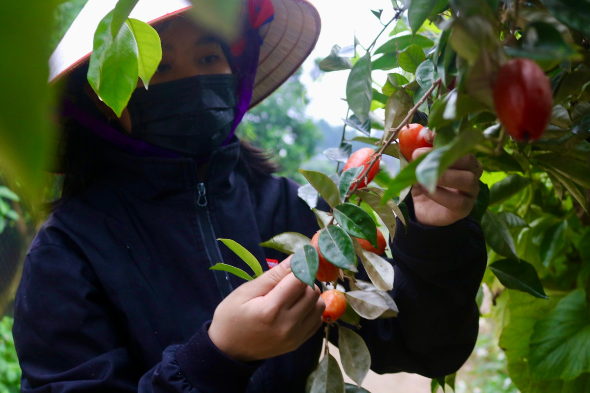 Chị Hồng cho biết người dân tại đây bắt đầu vào đợt thu hoạch nhót từ đầu tháng 2 âm lịch.