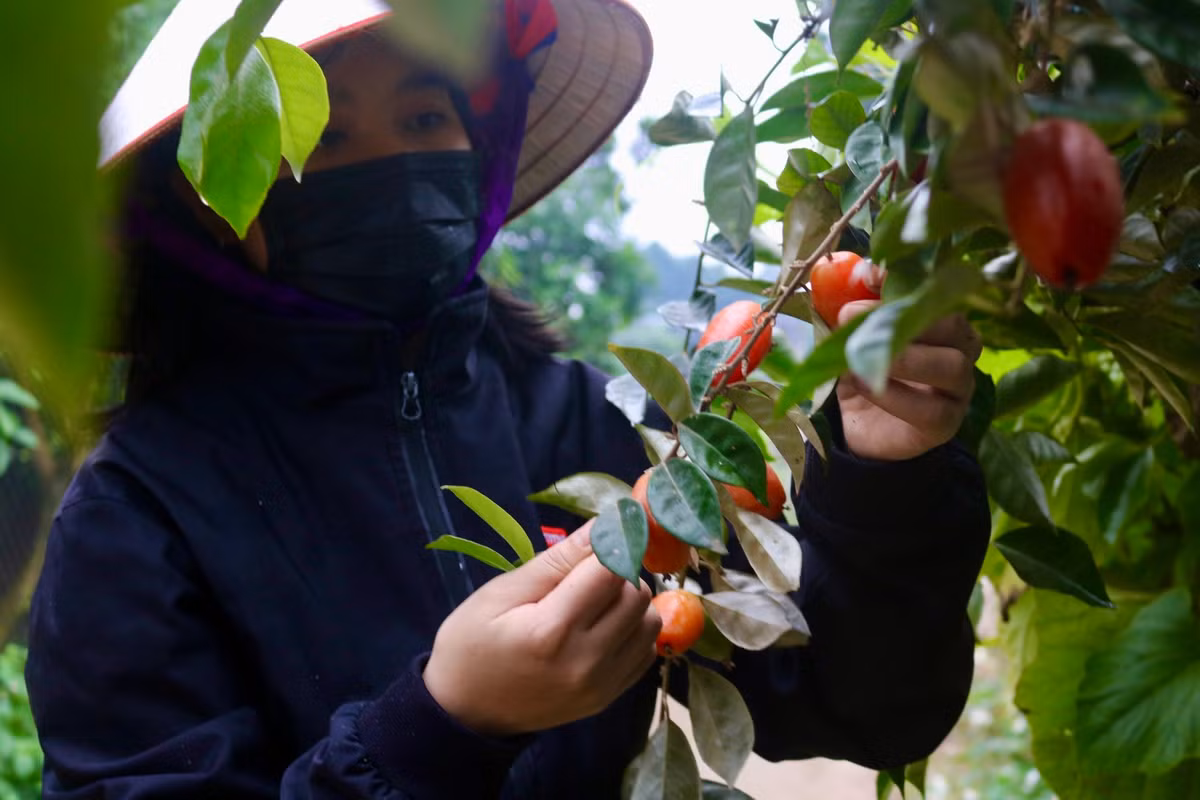Chị Hồng cho biết người dân tại đây bắt đầu vào đợt thu hoạch nhót từ đầu tháng 2 âm lịch.