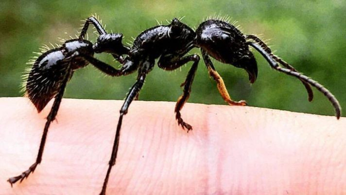 Sau khi bị một con kiến đạn cắn cắn, người đàn ông mô tả rằng nó sẽ mang đến cho mọi người những cơn đau rát như thiêu đốt, loại đau đớn này có thể tồn tại trong 24 giờ, khiến nhiều người ngạc nhiên, không ngờ nó lại mạnh đến thế. 