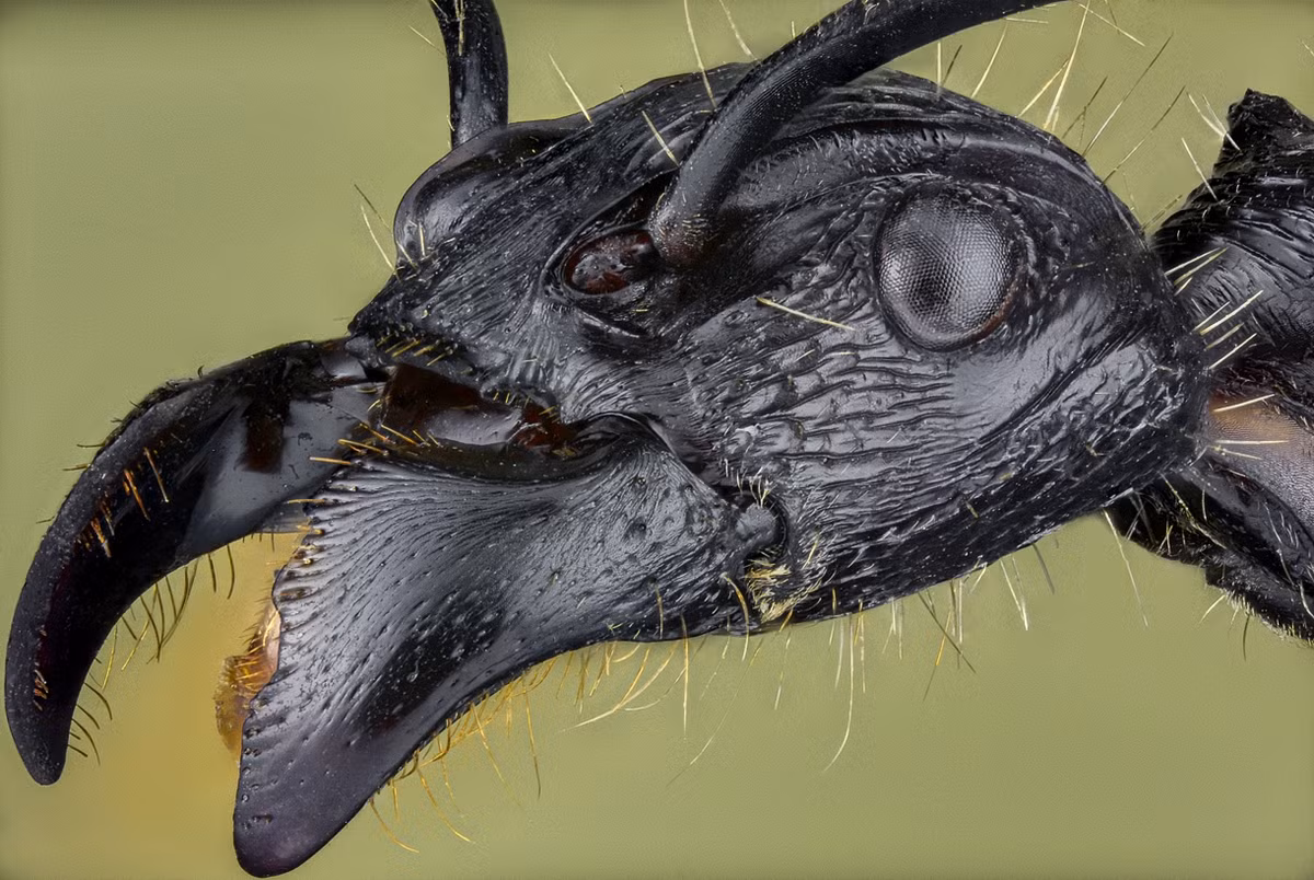 Kiến đạn có hai càng khổng lồ và rất hung dữ, thường săn những côn trùng lớn hơn mình. Kiến đạn thực sự sống trong rừng nhiệt đới Amazon. Khi cắn, chúng gây ra nỗi đau khó quên và cũng như phản ứng mạnh.