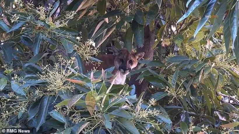 Dan cho sua, nguoi phu nu “ron toc gay” khi nhin len tren cay