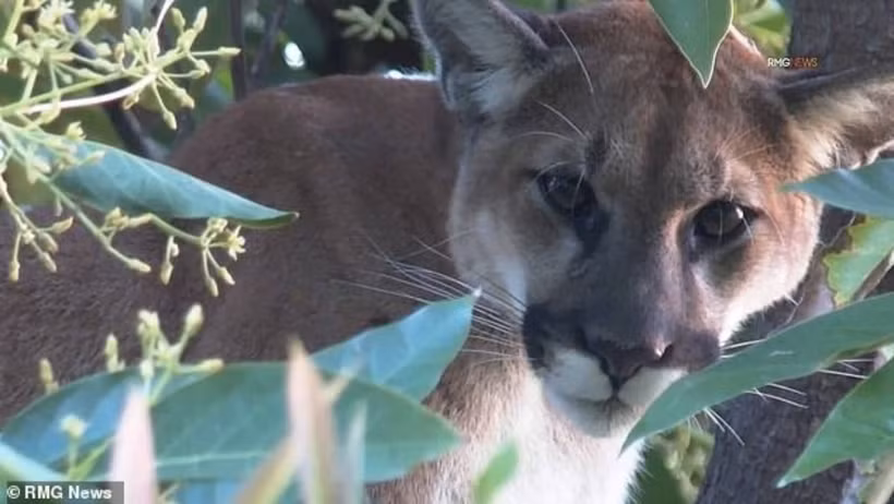 Dan cho sua, nguoi phu nu “ron toc gay” khi nhin len tren cay-Hinh-2