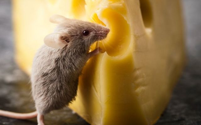 Trong cuộc sống của con người, chuột có lẽ luôn là sự hiện diện khó có thể loại bỏ hoàn toàn. Nhưng chính mối quan hệ phức tạp này với chuột đã khiến chúng ta nhận thức và nhận thức rõ hơn về tầm quan trọng của sự đa dạng và cân bằng sinh thái trong tự nhiên. Cùng tồn tại với chuột, chúng ta không ngừng học cách sống hòa hợp với thiên nhiên hơn.