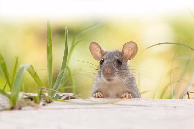 Cảnh tượng này không chỉ khiến người ta phải kinh ngạc trước sự nhanh nhẹn và hóm hỉnh của loài chuột mà còn khiến chúng ta ấn tượng về khả năng sinh tồn của loài sinh vật này.