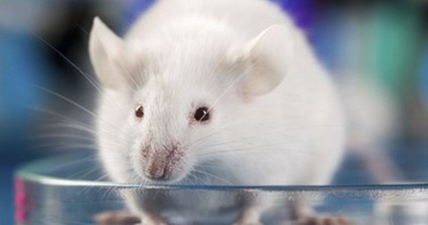 Tuy nhiên, mặc dù những phương pháp này có thể làm giảm số lượng chuột ở một mức độ nhất định nhưng để loại bỏ chúng hoàn toàn không phải là điều dễ dàng.