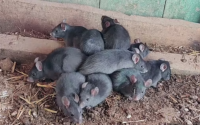 Nhưng bất chấp khả năng sinh tồn đáng kinh ngạc, chuột vẫn là mối đe dọa tiềm tàng đối với con người. Chuột mang hơn 30 loại virus và có thể truyền những loại virus này sang người. Trong lịch sử, nhiều người chết vì bệnh do chuột gây ra hơn là do chiến tranh. Chỉ điều này thôi cũng đủ khiến chúng ta cảnh giác với lũ chuột.