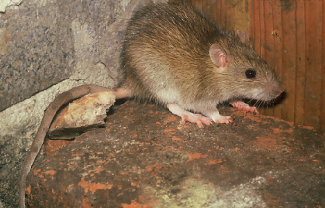  Trong cuộc chiến chống chuột, chúng ta không chỉ cần sử dụng các phương tiện khoa học công nghệ để phòng, chống chuột mà còn cần hiểu rõ thói quen, đặc điểm của chúng để giải quyết vấn đề này hiệu quả hơn. Đồng thời, chúng ta cũng nên nhận ra rằng mặc dù chuột gây ra rất nhiều rắc rối cho con người nhưng chúng cũng đóng vai trò quan trọng trong tự nhiên. 