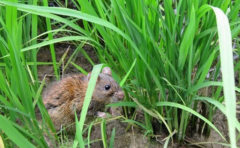  Khả năng sinh sản của chúng cũng rất đáng kinh ngạc. Theo thống kê, một cặp chuột trưởng thành có thể sinh tới 15.000 con trong một năm! Con số này đủ để giải thích tại sao chúng ta luôn khó có thể loại bỏ hoàn toàn những sinh vật nhỏ bé này trong cuộc sống. 